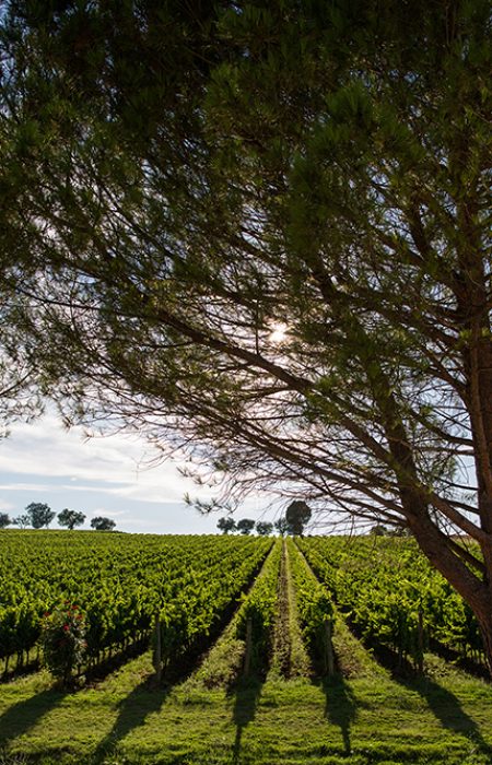 Vigneti di Montefalco. Utilizzo concesso al Consorzio del Sagrantino